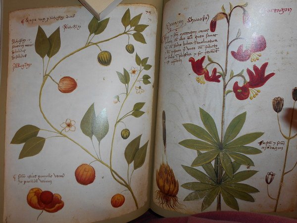 The illustrated Herbal