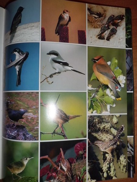 THE PHOTOGRAPHIC GUIDE TO BIRDS OF THE WORLD - UCCELLI