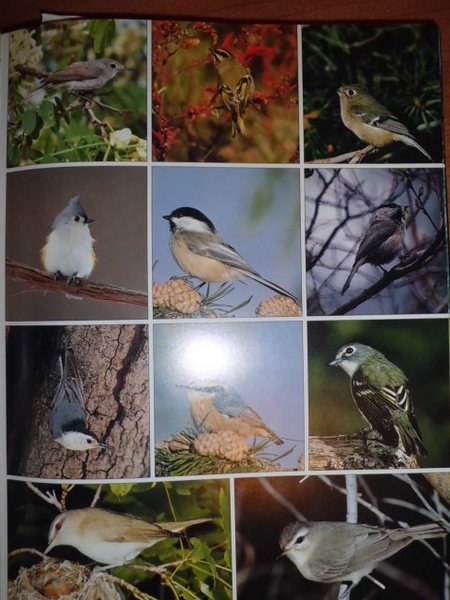 THE PHOTOGRAPHIC GUIDE TO BIRDS OF THE WORLD - UCCELLI