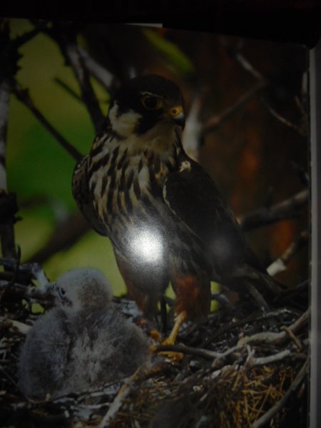 THE PHOTOGRAPHIC GUIDE TO BIRDS OF THE WORLD - UCCELLI
