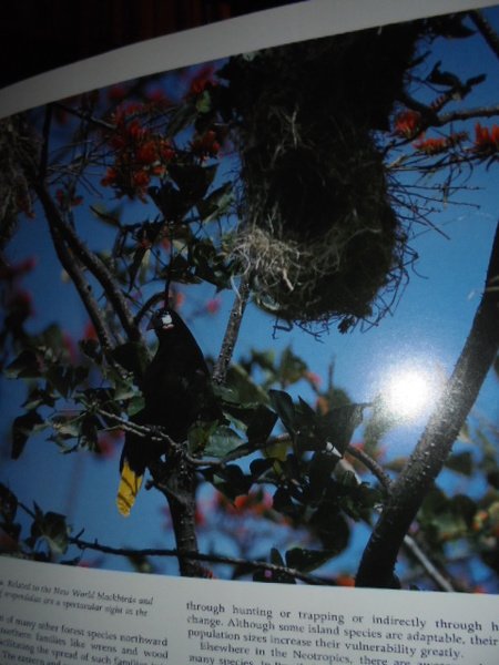 THE PHOTOGRAPHIC GUIDE TO BIRDS OF THE WORLD - UCCELLI