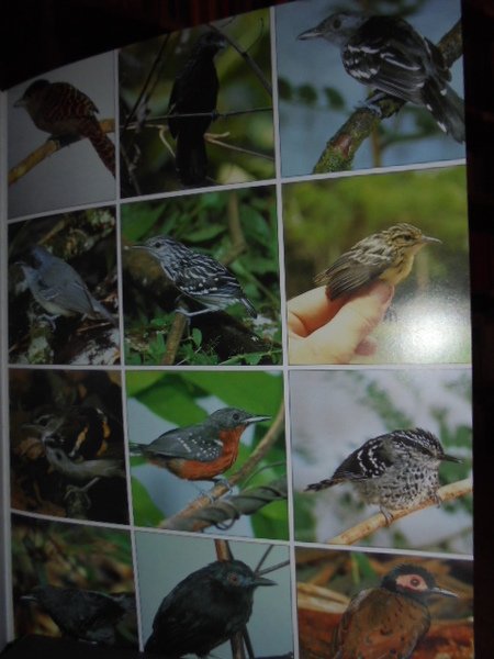 THE PHOTOGRAPHIC GUIDE TO BIRDS OF THE WORLD - UCCELLI