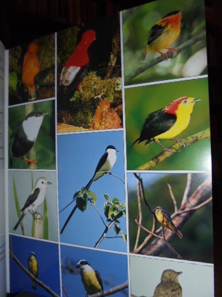 THE PHOTOGRAPHIC GUIDE TO BIRDS OF THE WORLD - UCCELLI