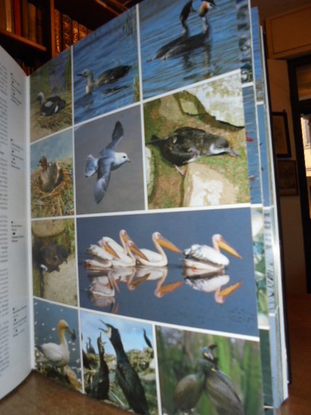 THE PHOTOGRAPHIC GUIDE TO BIRDS OF THE WORLD - UCCELLI