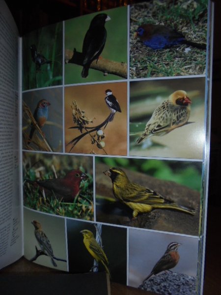 THE PHOTOGRAPHIC GUIDE TO BIRDS OF THE WORLD - UCCELLI