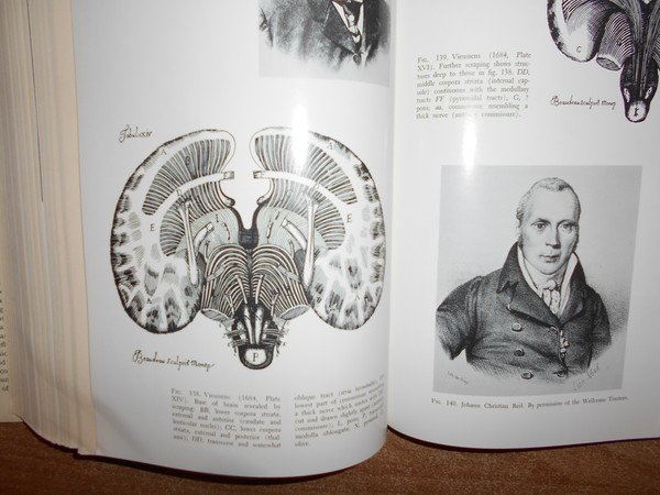 The Uman Brain and Spinal Cord