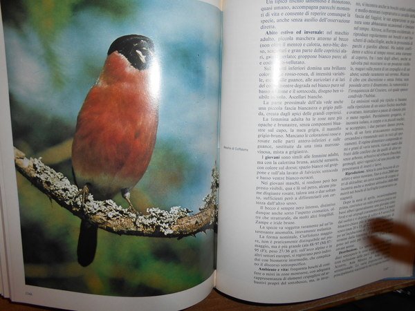 UCCELLI. Enciclopedia sistematica dell' Avifauna Italiana