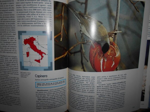 UCCELLI. Enciclopedia sistematica dell' Avifauna Italiana