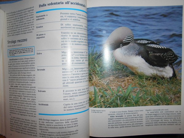 UCCELLI. Enciclopedia sistematica dell' Avifauna Italiana