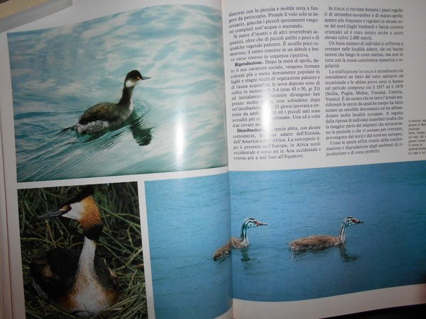 UCCELLI. Enciclopedia sistematica dell' Avifauna Italiana