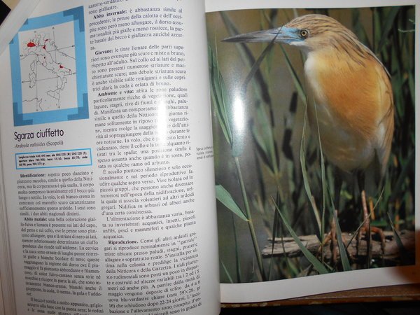 UCCELLI. Enciclopedia sistematica dell' Avifauna Italiana