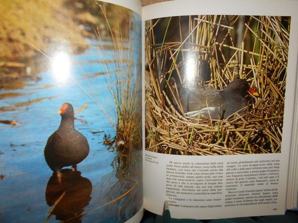 UCCELLI. Enciclopedia sistematica dell' Avifauna Italiana