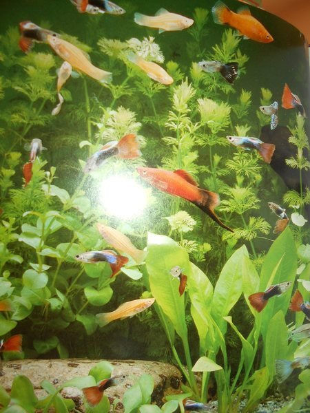 Vita nell' acquario