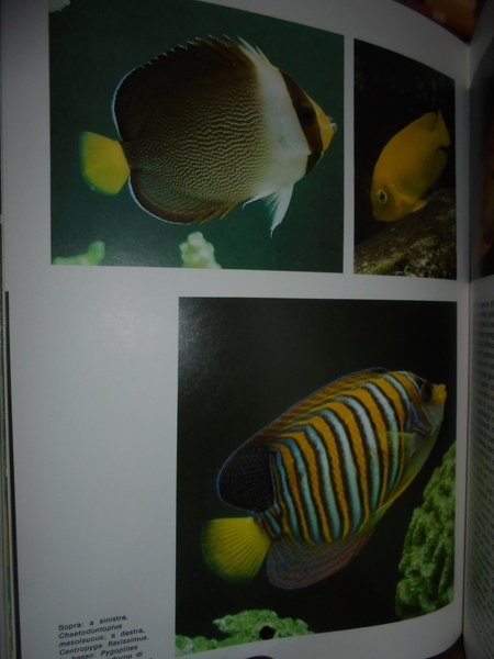 Vita nell' acquario