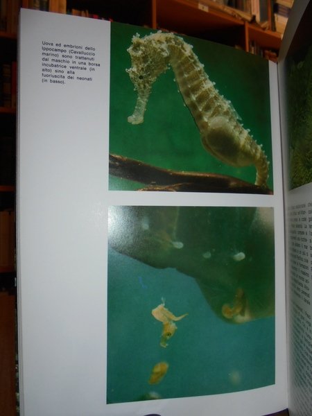Vita nell' acquario