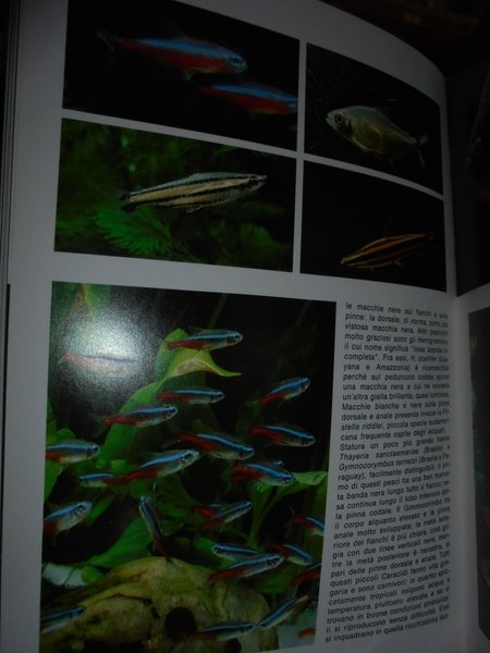 Vita nell' acquario