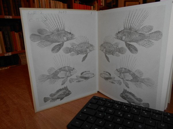 Zoological Illustration an essay towards a history of printed zoological …