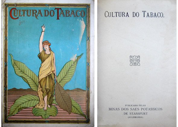A Cultura do Tabaco.