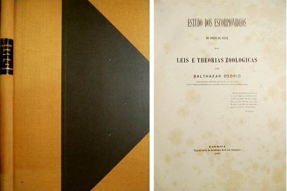 Estudo dos Escorpionideos no ponto de vista das eis e … | Immagine principale