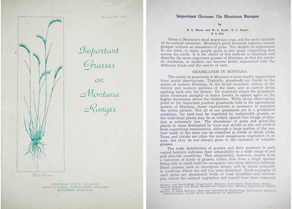 Important Grasses on Montana Ranges.