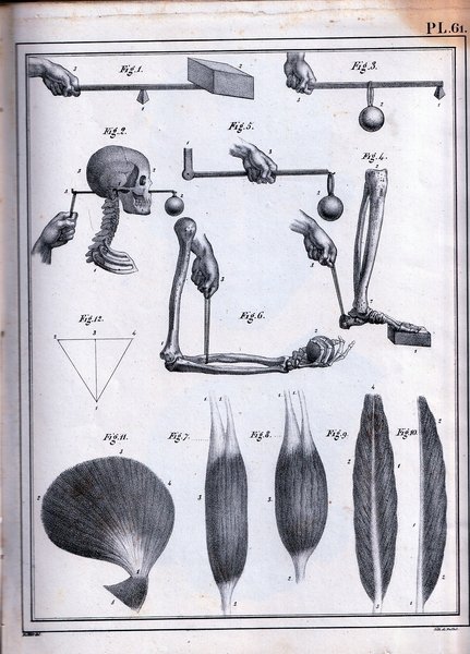 Manuel d'anatomie descriptive: du corps humanin, reprèsentèe en planches lithographiees