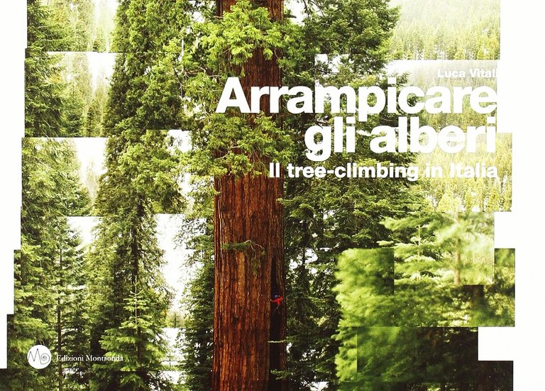 Arrampicare gli alberi Il tree-climbing in Italia