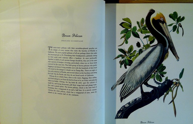 50 Audubon Birds of America