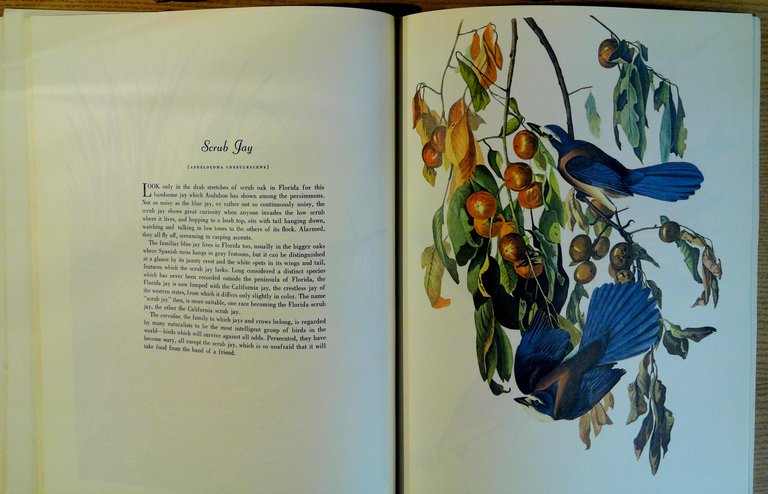 50 Audubon Birds of America