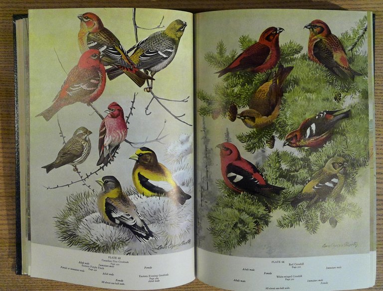 A Natural History of American Birds of Eastern and Central …