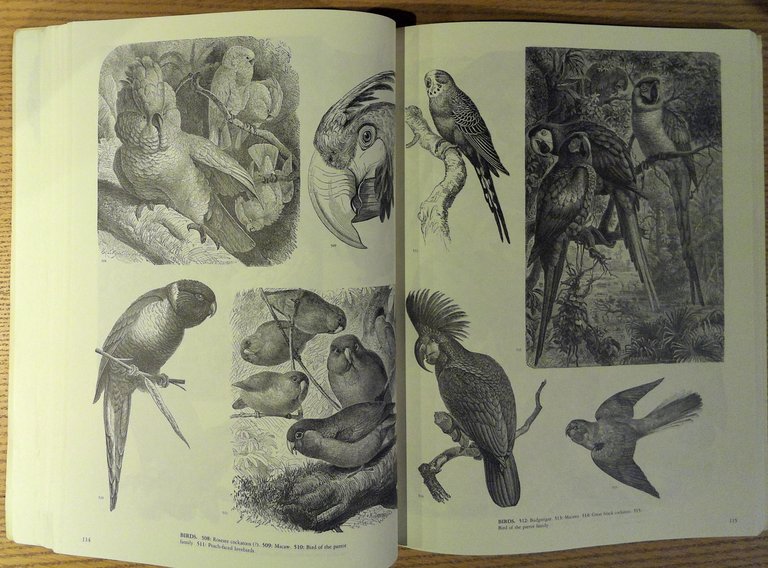 Animals: 1,419 Copyright-Free Illustrations of Mammals, Birds, Fish, Insects, Etc