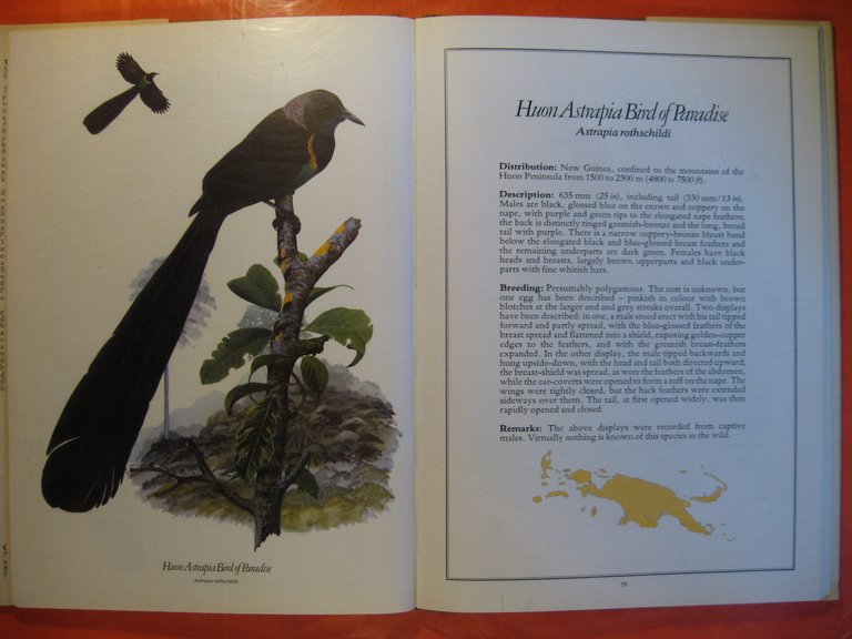 Birds of Paradise and Bowerbirds