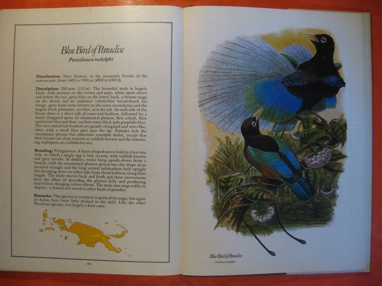 Birds of Paradise and Bowerbirds