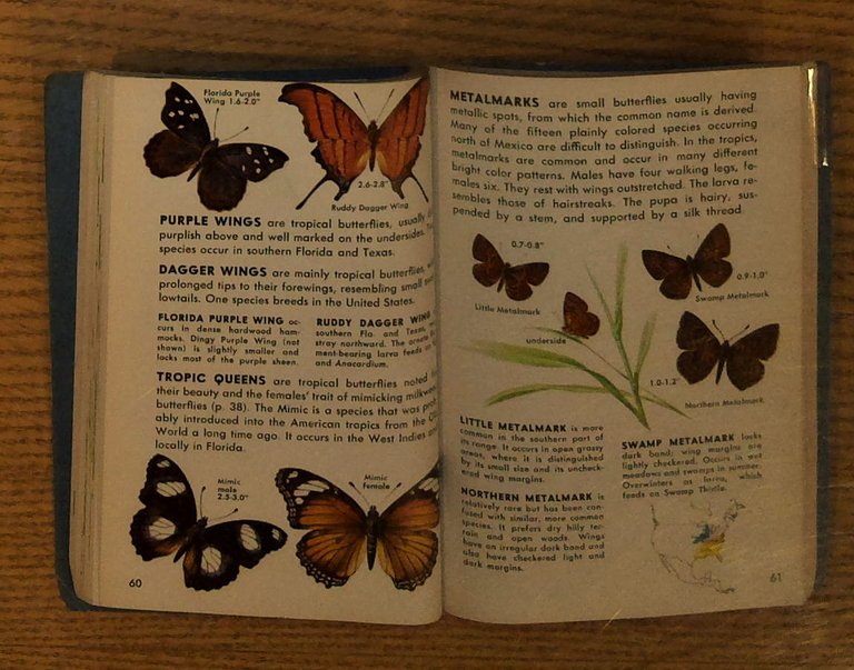 Butterflies and Moths: A Guide to the More Common American …