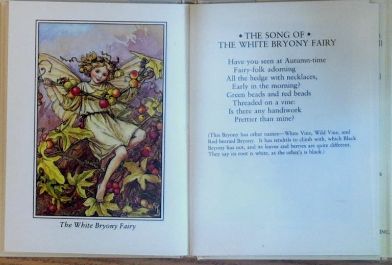 Flower Fairies of the Autumn with the Nuts and Berries …