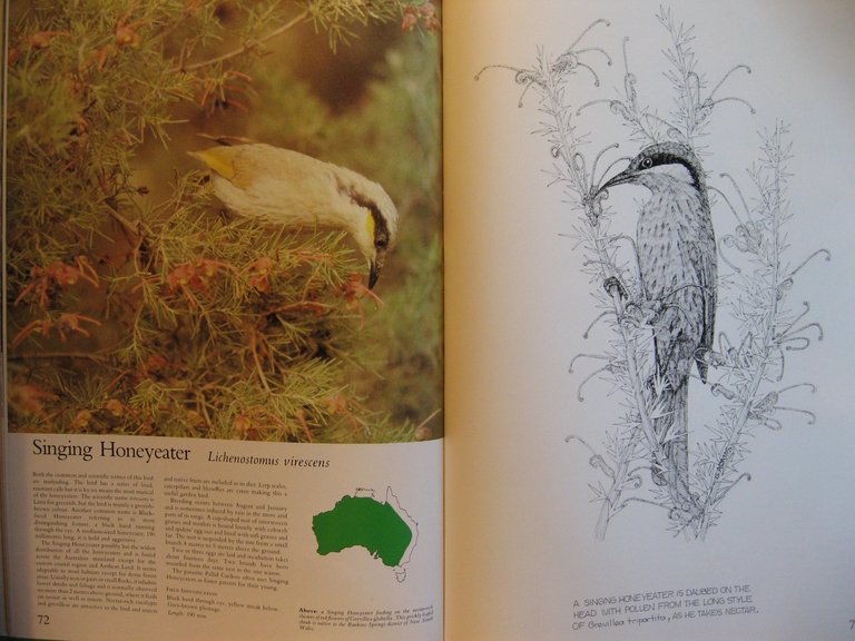 Foliage Birds - Australian Birds and Their Favoured Plants