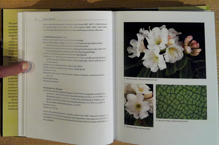 Hardy Rhododendron Species: A Guide to Identification