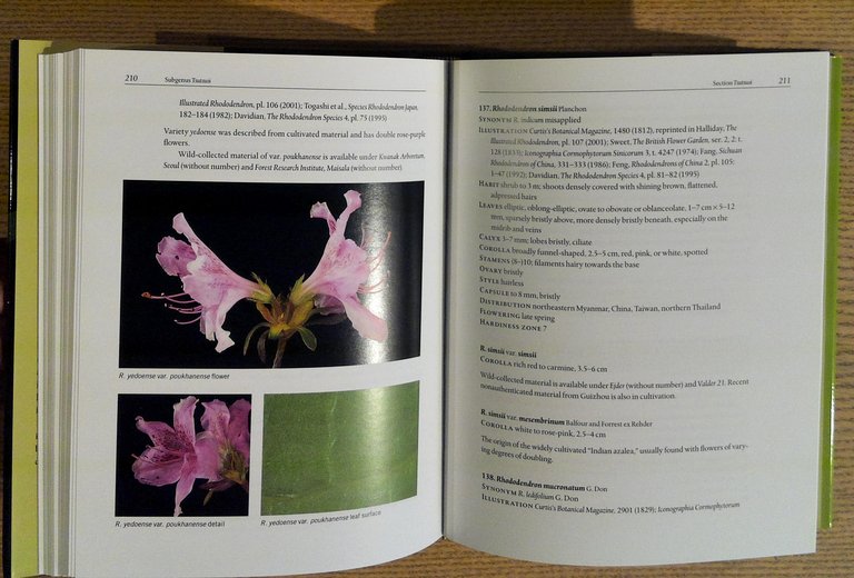 Hardy Rhododendron Species: A Guide to Identification