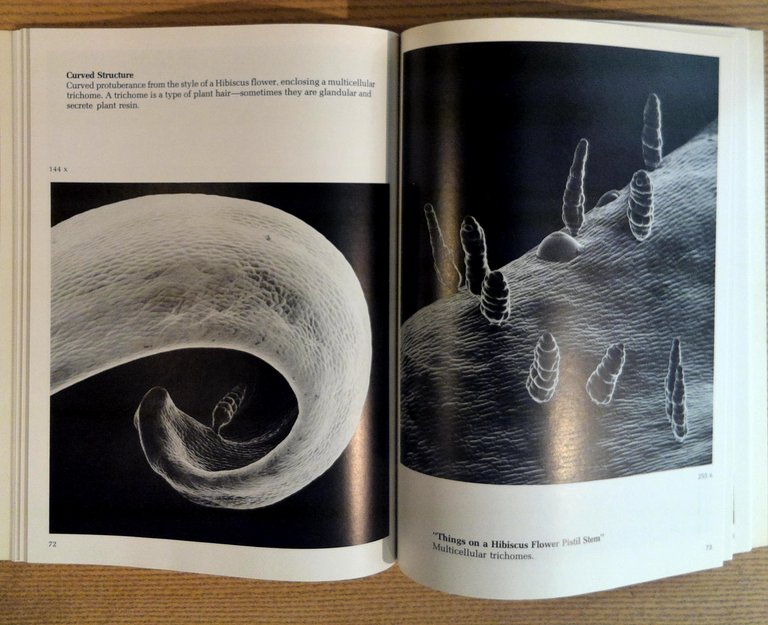 Magnifications: Photography with the Scanning Electron Microscope