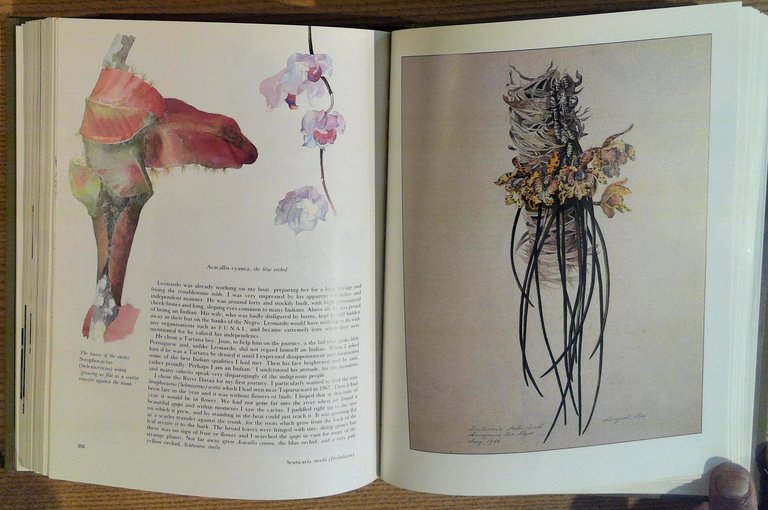 Margaret Mee In Search of Flowers of the Amazon Forests: …