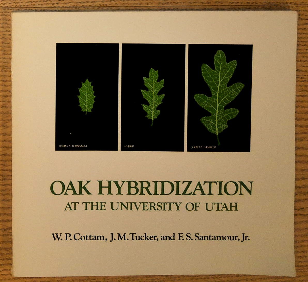 Oak Hybridization at the University of Utah