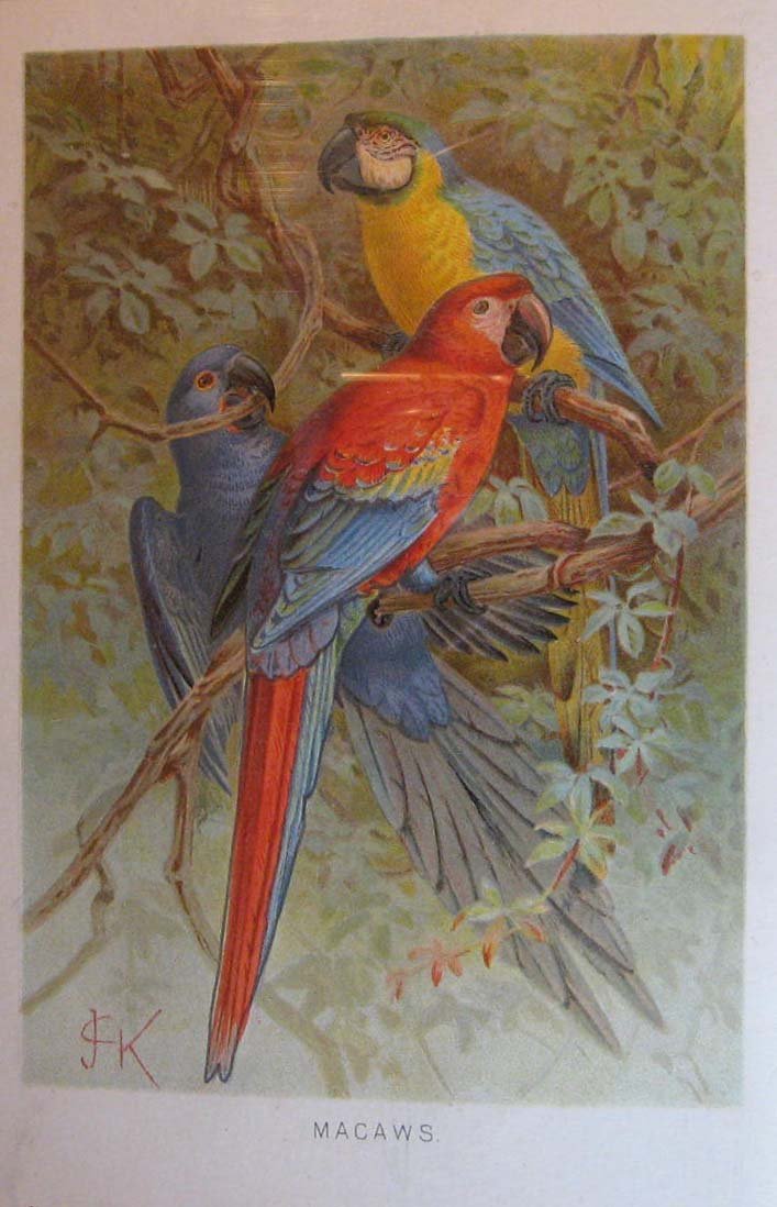 Royal Natural History Volume 4, Section 7: Birds