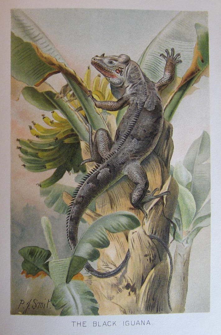 Royal Natural History Volume 5, Section 9: Reptiles