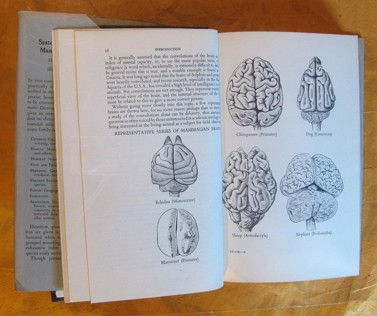 Systematic Dictionary of Mammals of the World