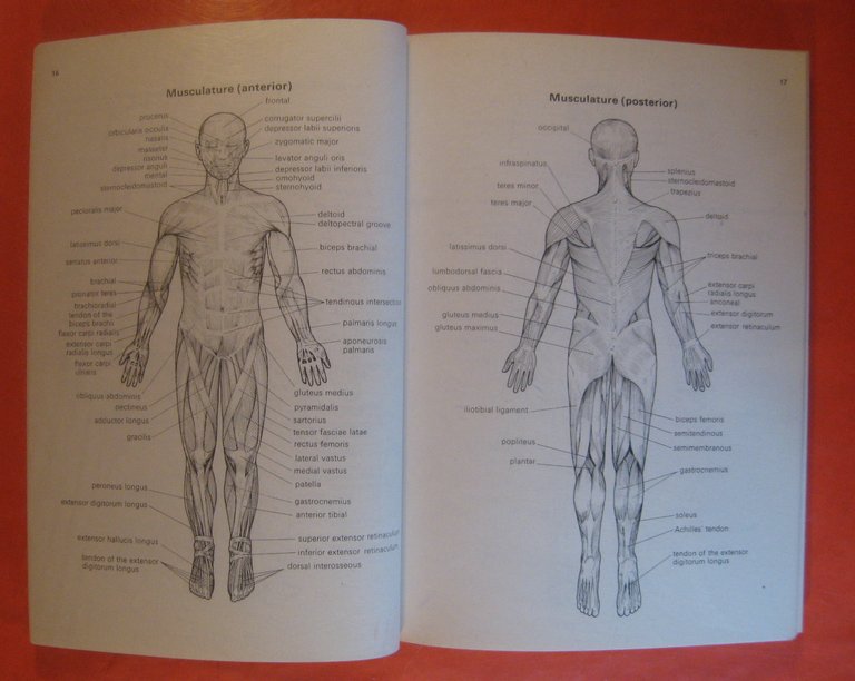 The Complete Book of Shiatsu Therapy: Health and Vitality at …