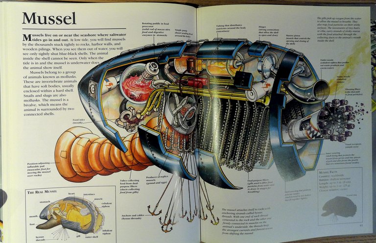 The Robot Zoo: A Mechanical Guide to the Way Animals …