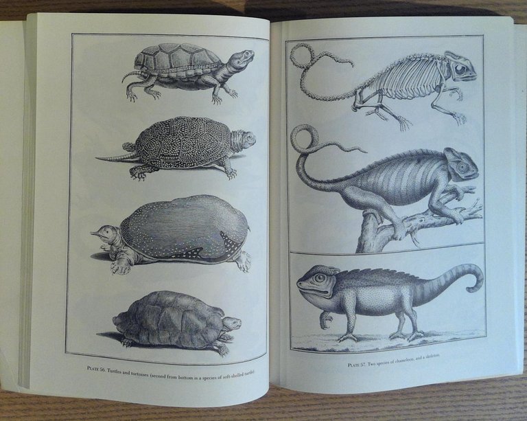 Treasury of Animal Illustrations: From Eighteenth-Century Sources (Dover Pictorial Archive)