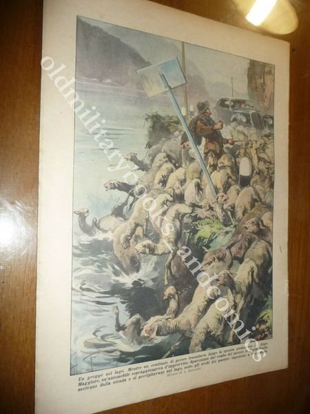 GREGGE DI PECORE NEL LAGO MAGGIORE PIEMONTE GRAVE INCENDIO A … | Immagine Gallery 1