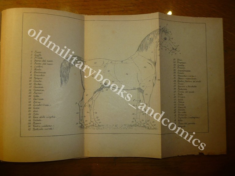 COMPENDIO D'IPPOLOGIA 1900 MINISTERO DELLA GUERRA DISCRETO