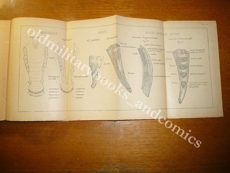 COMPENDIO D'IPPOLOGIA 1900 MINISTERO DELLA GUERRA DISCRETO