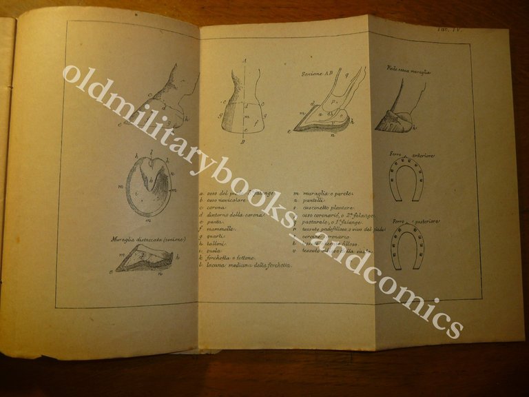 COMPENDIO D'IPPOLOGIA 1900 MINISTERO DELLA GUERRA DISCRETO